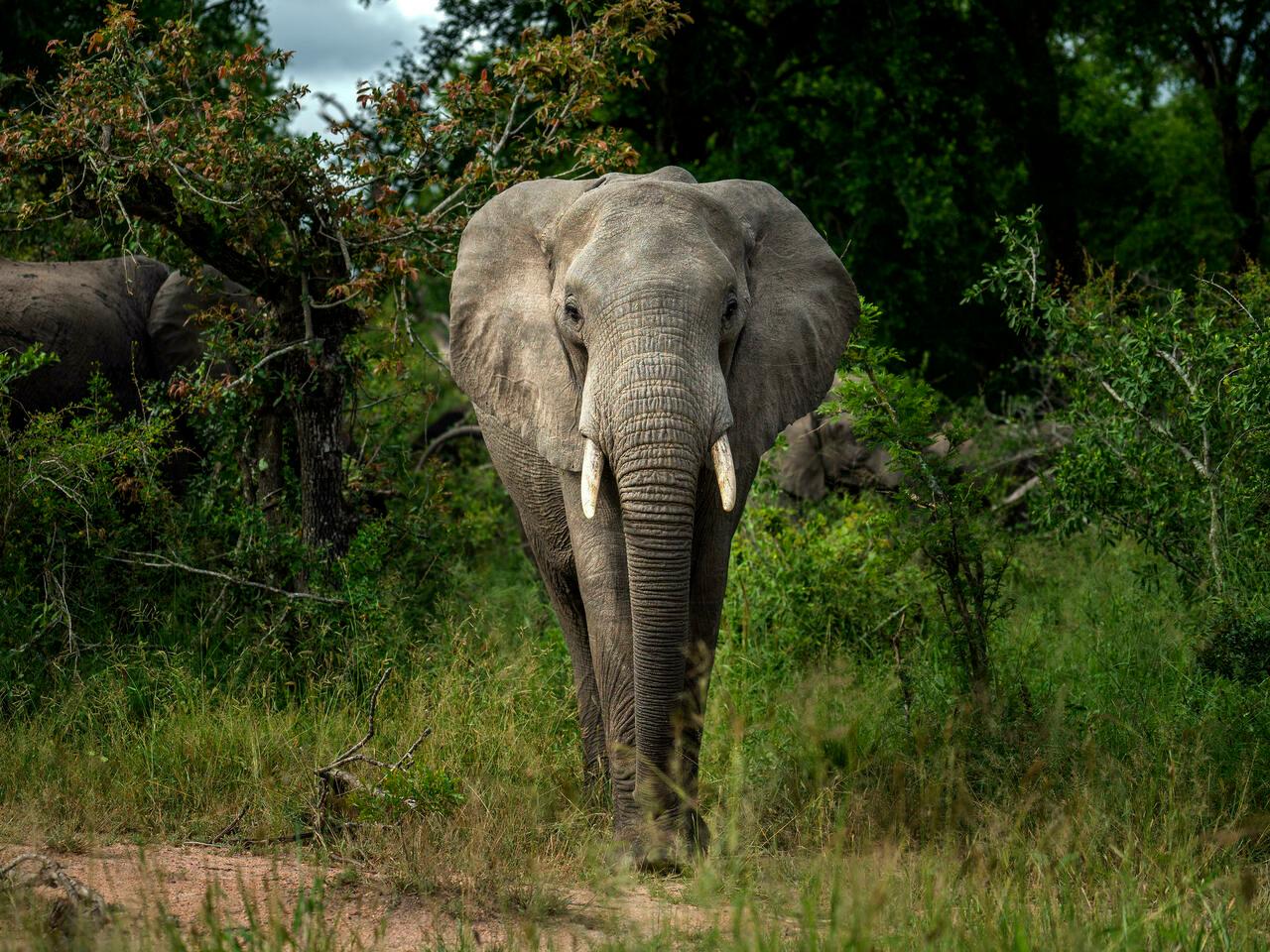 FILE- A Savanna elephant is photographed in Kruger National Park, South Africa, in this March 4, 2020 file photo. Increasing threats of poaching and loss of habitat have made Africa&rsquo;s elephant populations more endangered, according to a report released Thursday March 25, 2021, by the International Union for Conservation of Nature. (AP Photo/Jerome Delay, File)