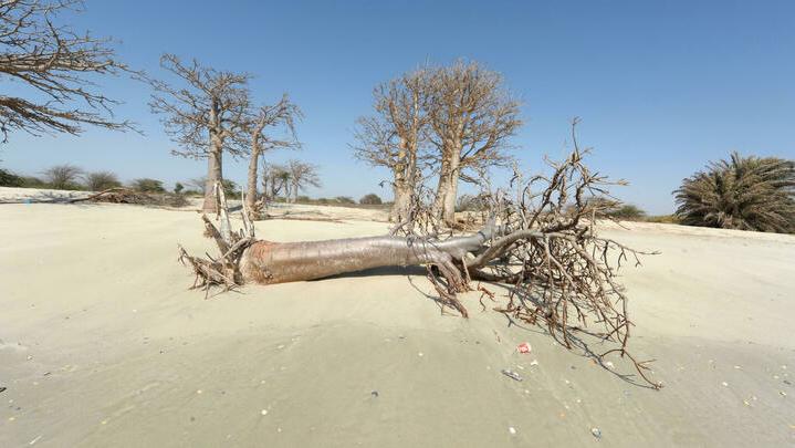 TO GO WITH AFP STORY BY CLAIRE RAINFROY Remains of dead trees, due to rising sea levels, are pictured on May 7, 2013, on the beach of the village of Doun Baba Dieye, northern Senegal. Located a few miles from the northern city of Saint Louis, Doun Baba Dieye was swept away by the rise of the sea level. The rise of the sea level is due to global warming and the opening of an artificial canal, according to a report published in 2008 by the United Nations Agency for Human Settlement in Africa’s director Alioune Badiane. AFP PHOTO / SEYLLOU