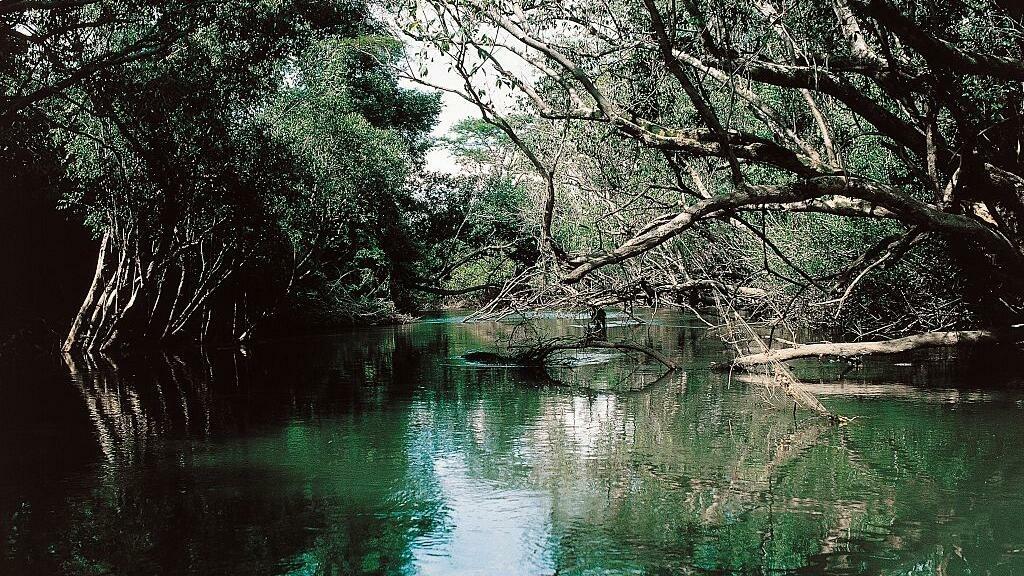 CONGO – MARCH 18: Kafubu river in the forest, Democratic Republic of the Congo. (Photo by DeAgostini/Getty Images)