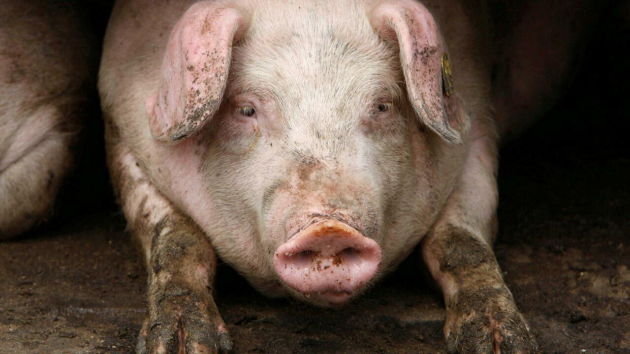 FILE PHOTO: A pig rests at a farm near the village of Belotincy, 140 km (90 miles) from the capital Sofia, April 28, 2009. REUTERS/Oleg Popov/File Photo