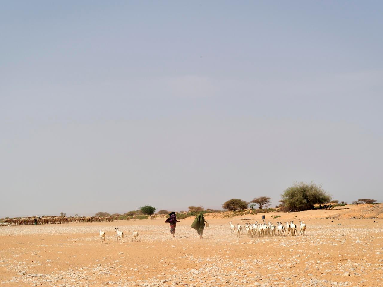 Puntland has a semi-arid climate. Rainfall is sparse and variable, with no single area receiving more than 400 mm (15.7 in) of rain annually. Even the coastal region is desertlike. These climatic conditions favor pastoralism. Nomads primarily rely on wells as a source of water rather than surface water. | Location: Puntland, Somalia.